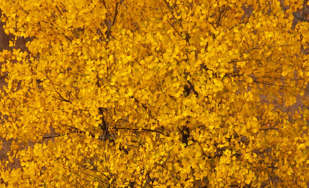 Kansas - Fall cottonwood leaves