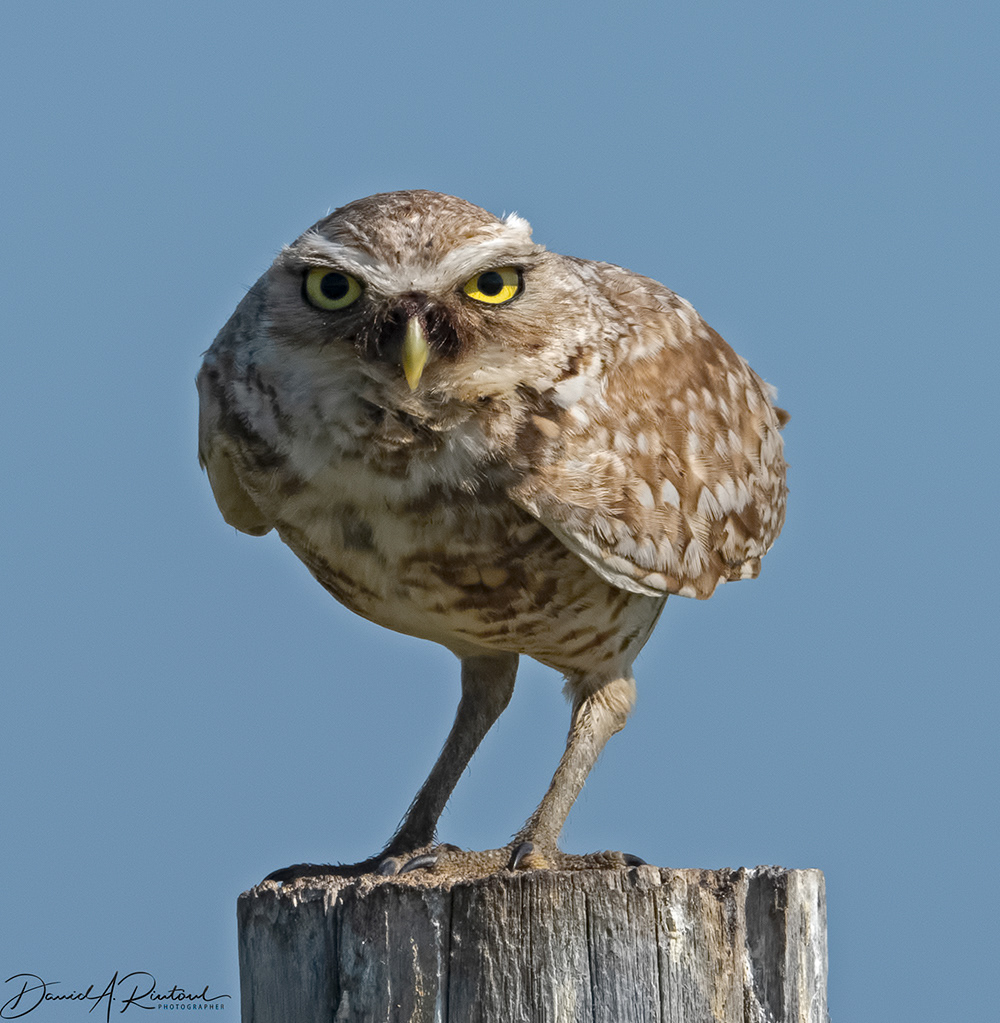 Burrowing Owl 3