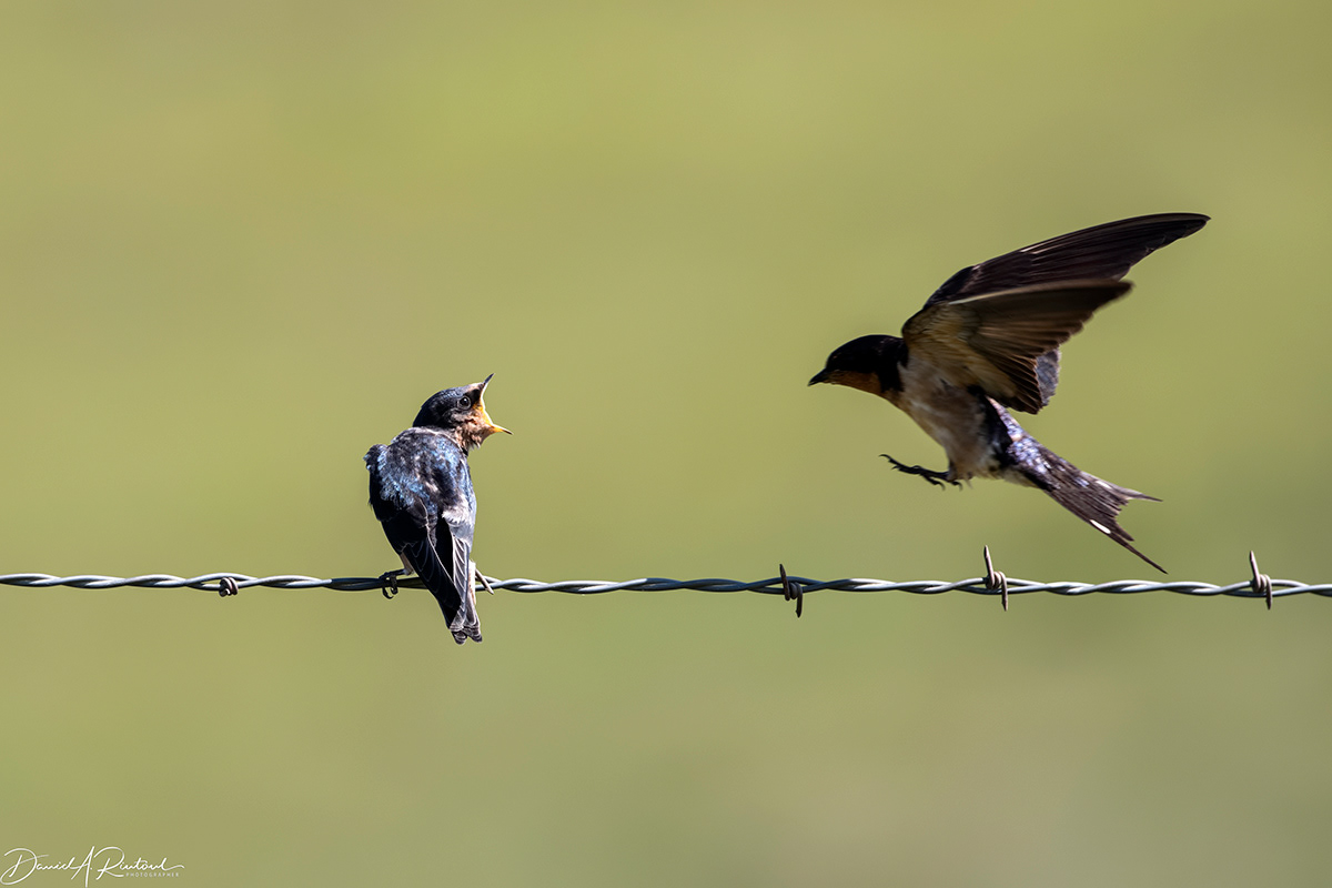 Barn Swallow 1