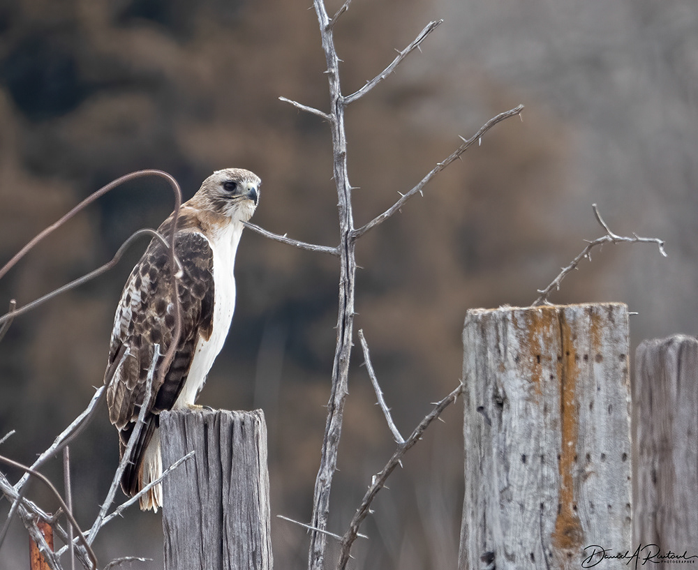 Red-tailed Hawk 9