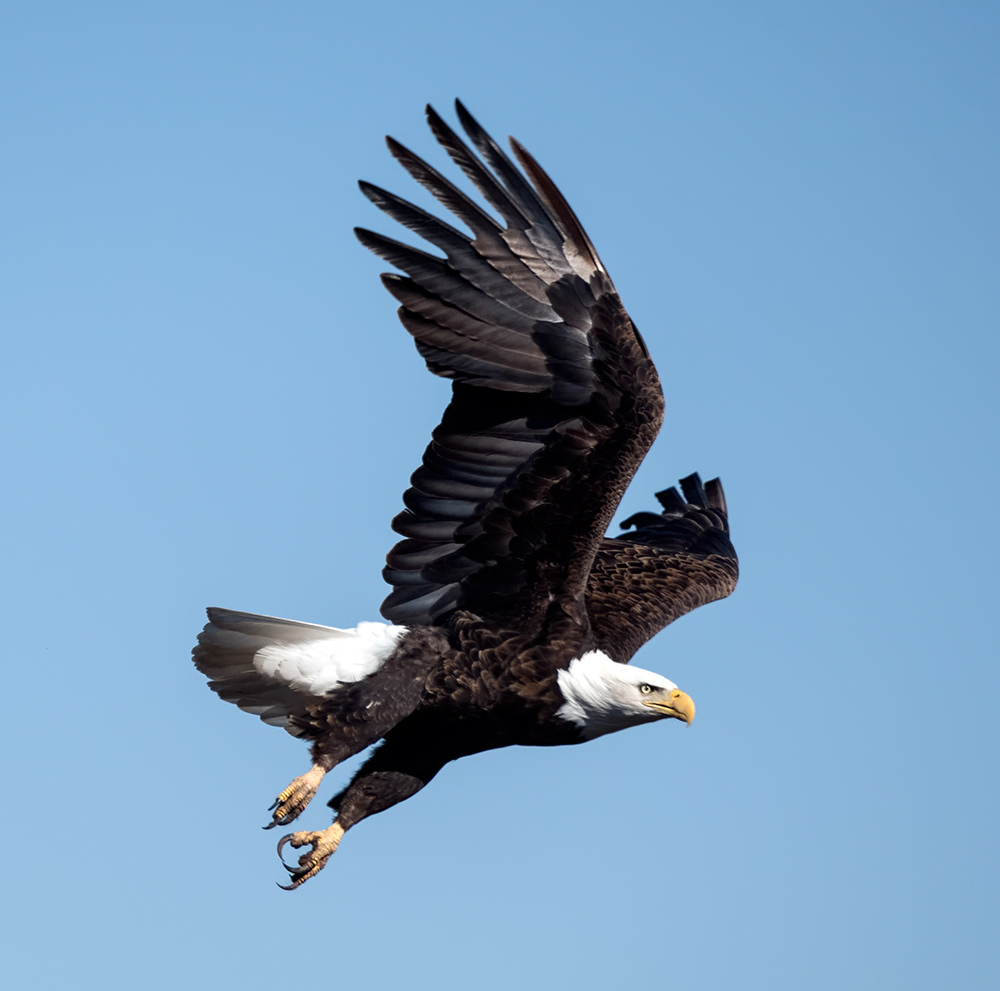Bald Eagle 1