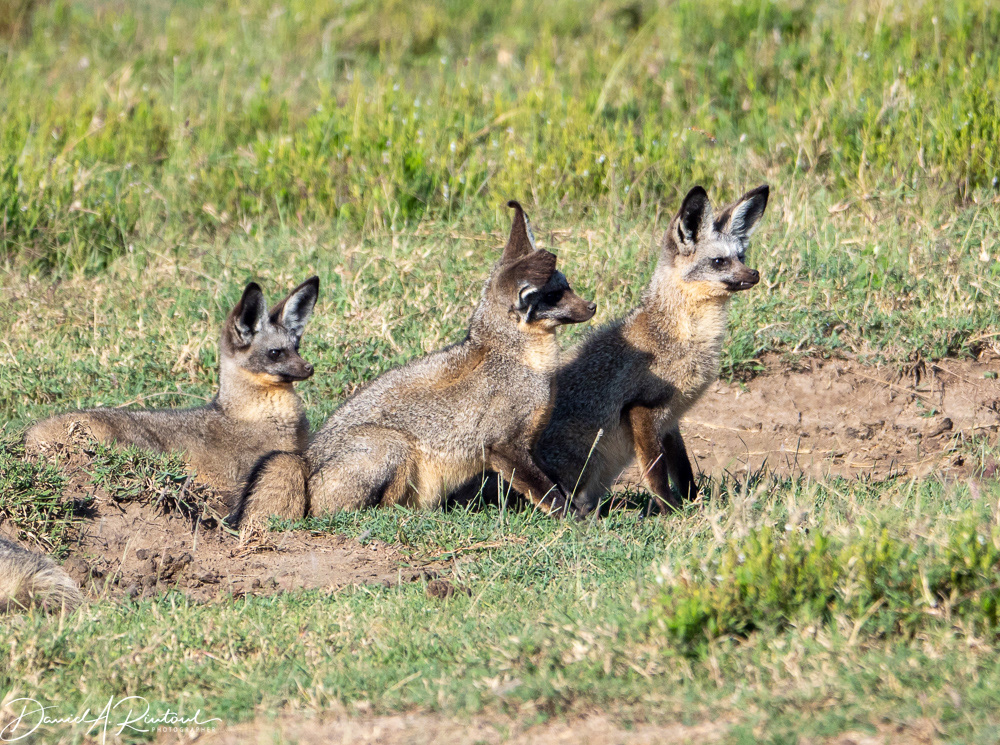 Bat-eared Foxes