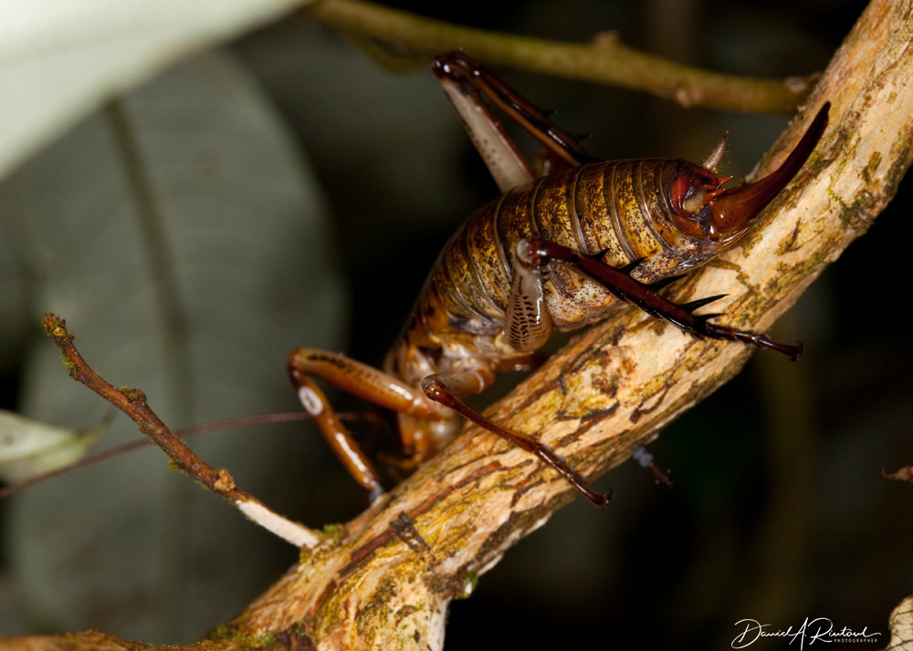 Weta