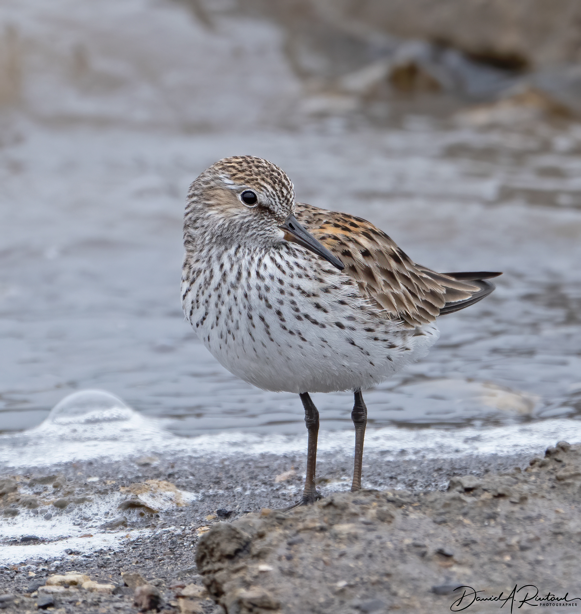 White-rumped Sandpiper
