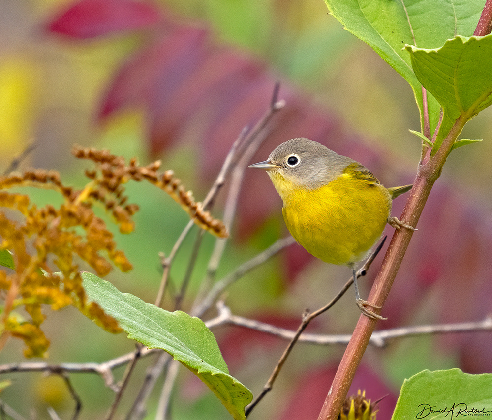 Nashville Warbler, Fall Colors