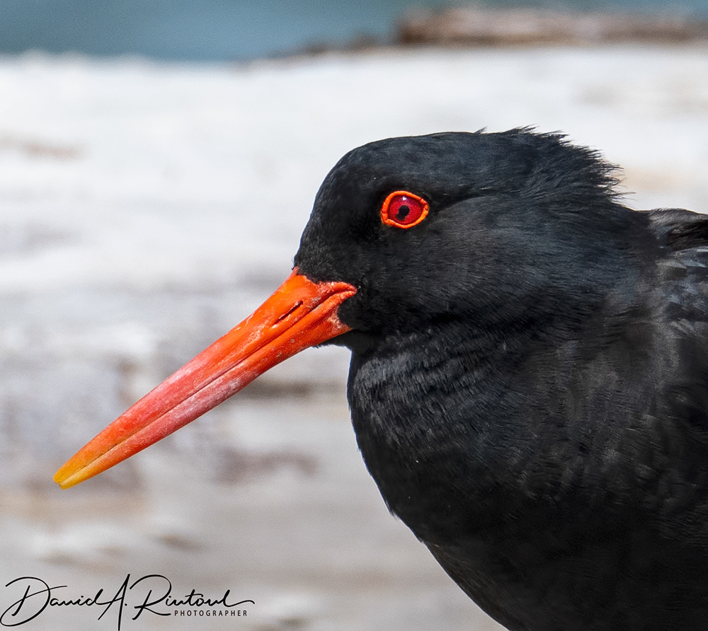 Variable Oystercatcher portrait