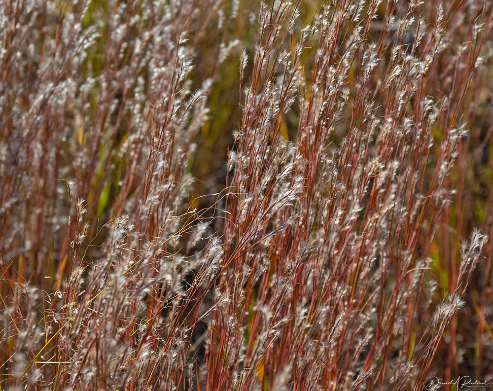 Kansas - Little Bluestem in fall
