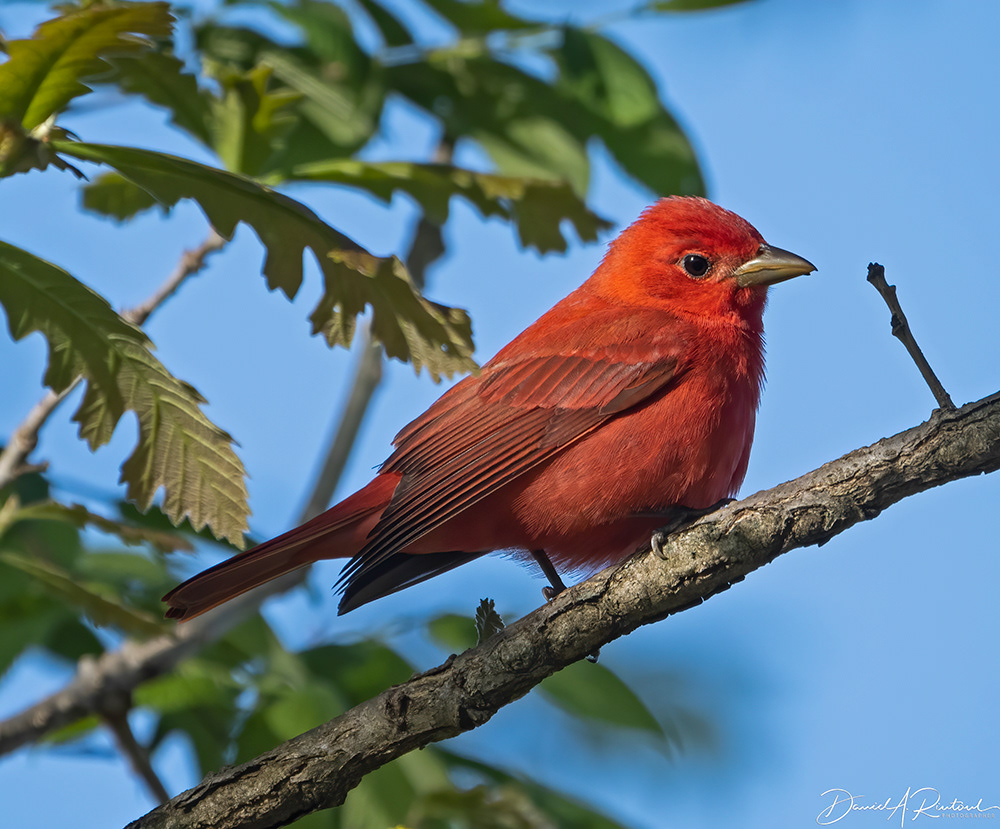 Summer Tanager 2