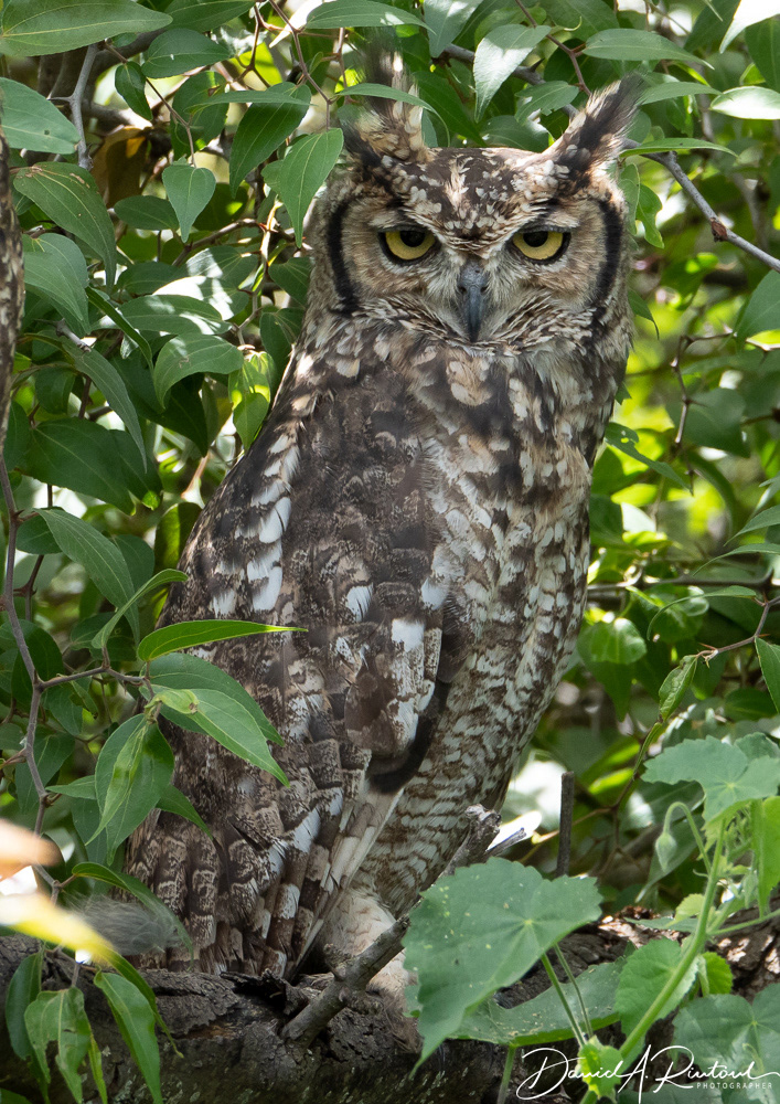 Spotted Eagle Owl