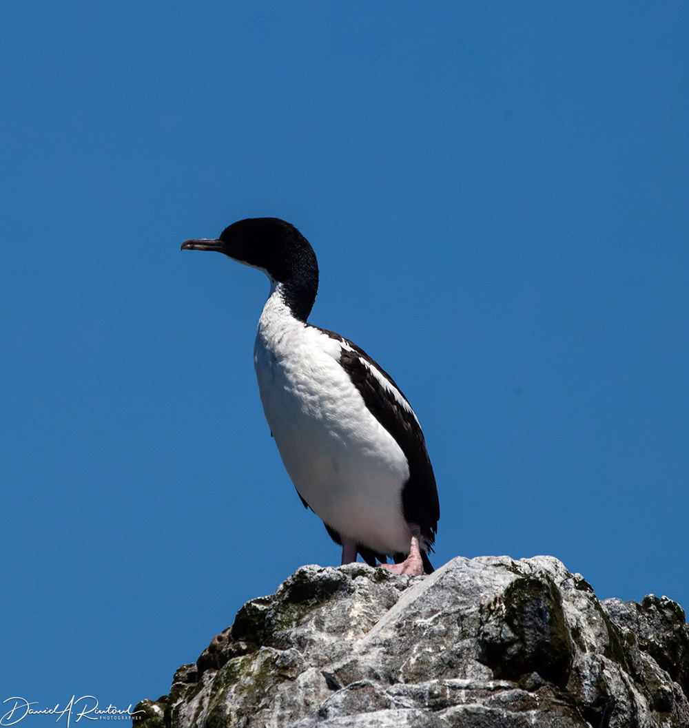 Stewart Island Shag