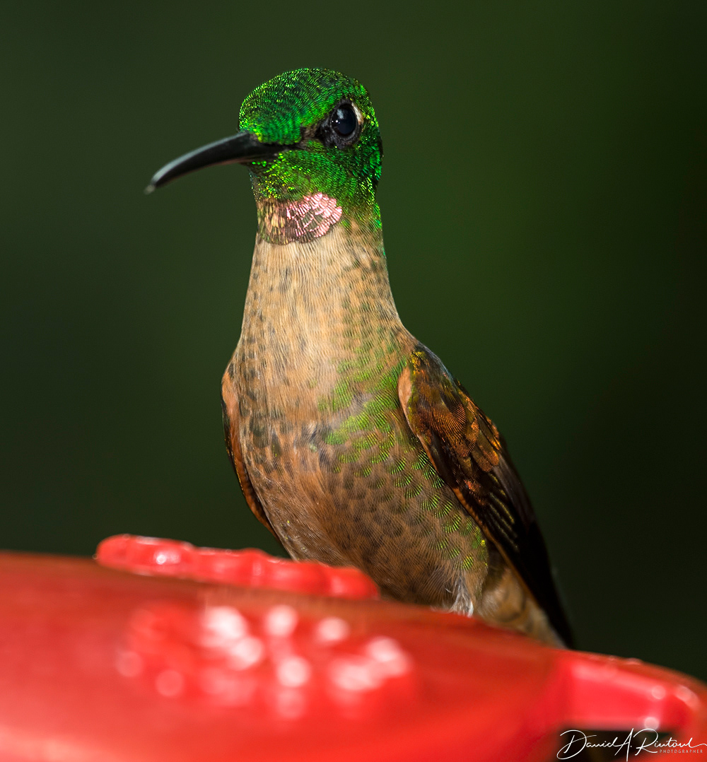 Fawn-breasted Brilliant