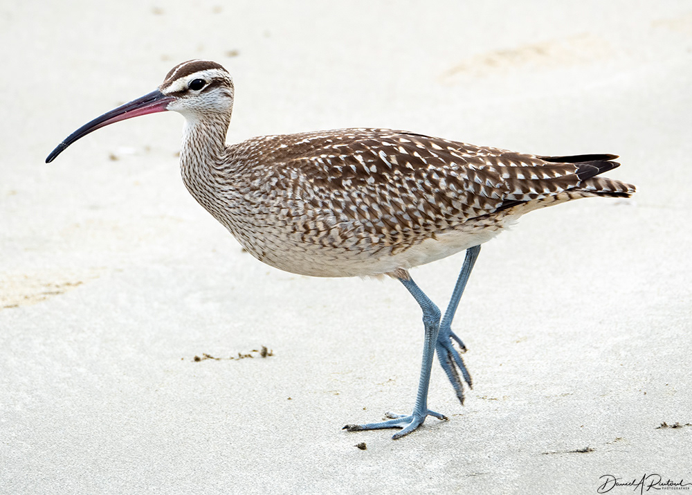 Whimbrel 2