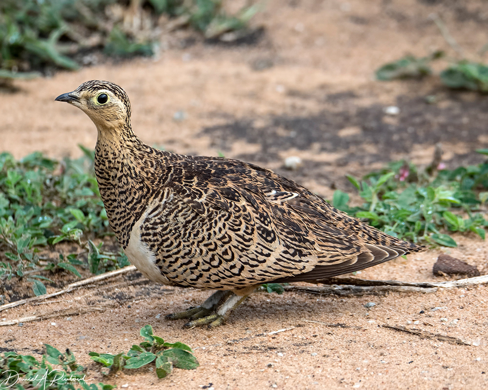 Black-faced Sandgrouse
