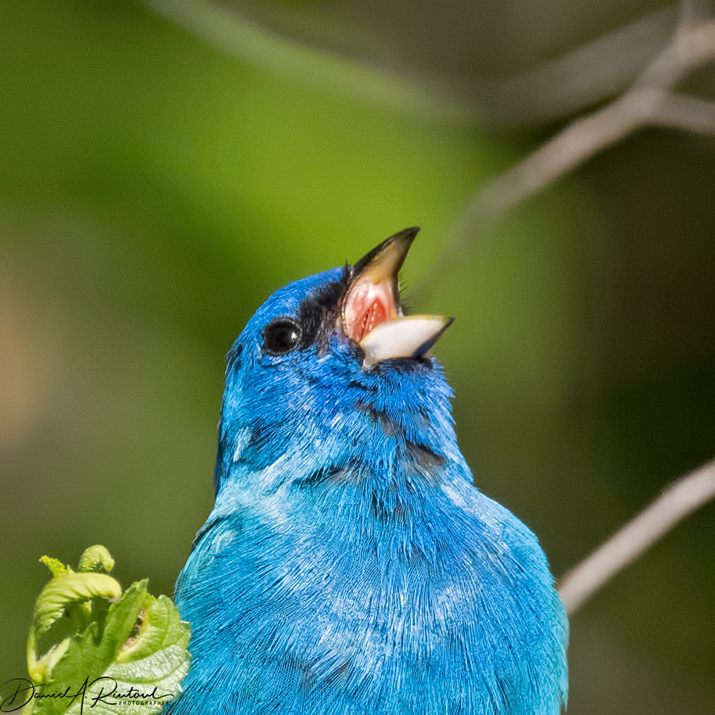 Indigo Bunting 4