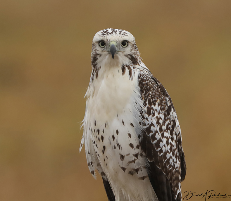 Red-tailed Hawk 11