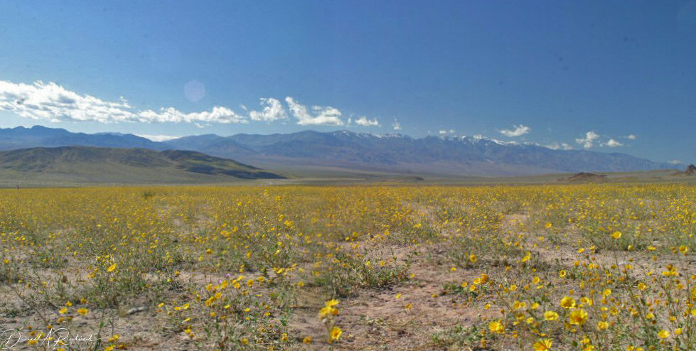 California - Death Valley spring flowers