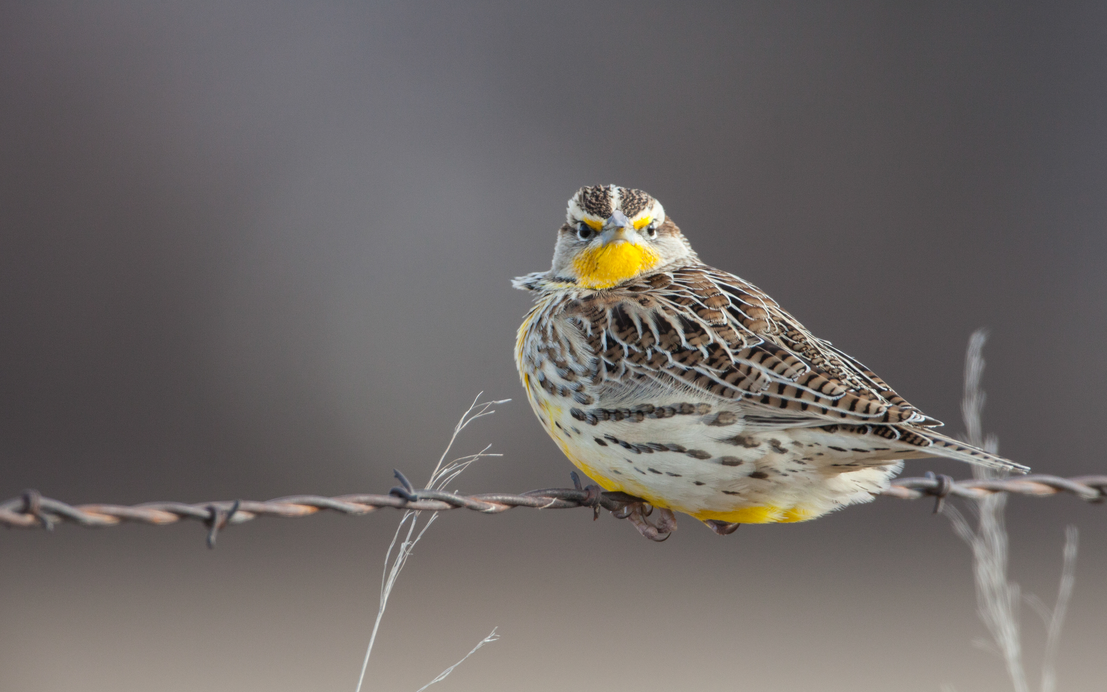 Western Meadowlark 3