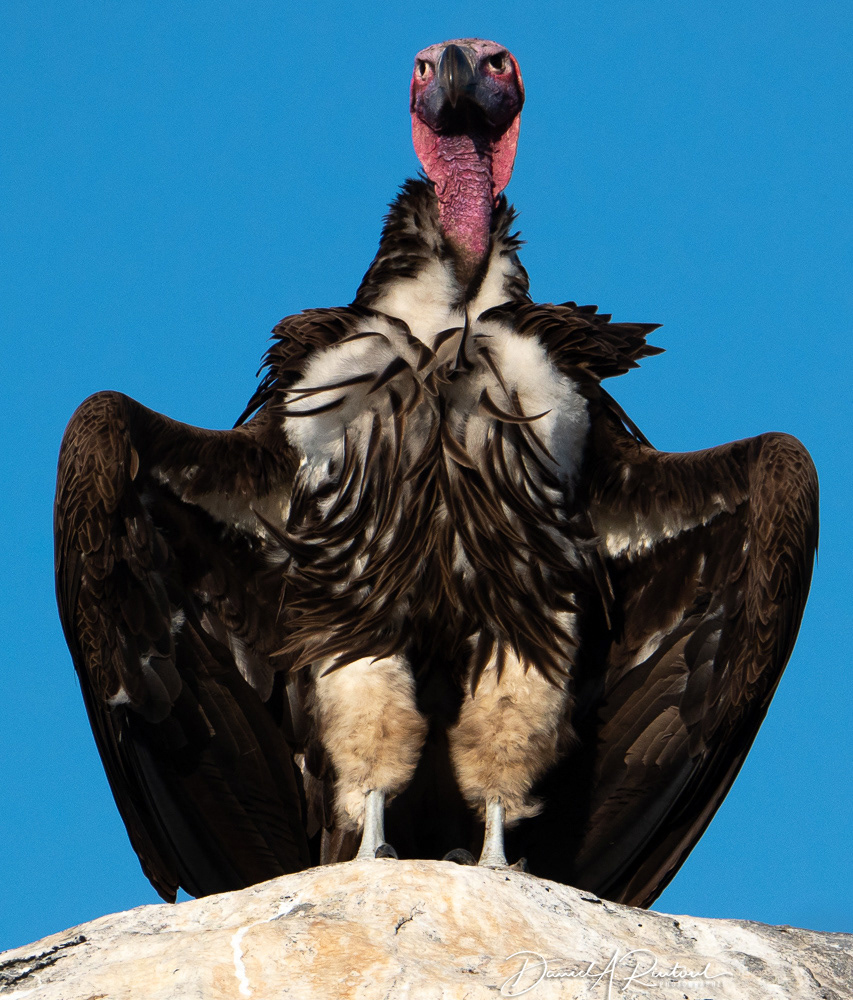 Lappet-faced (Nubian) Vulture