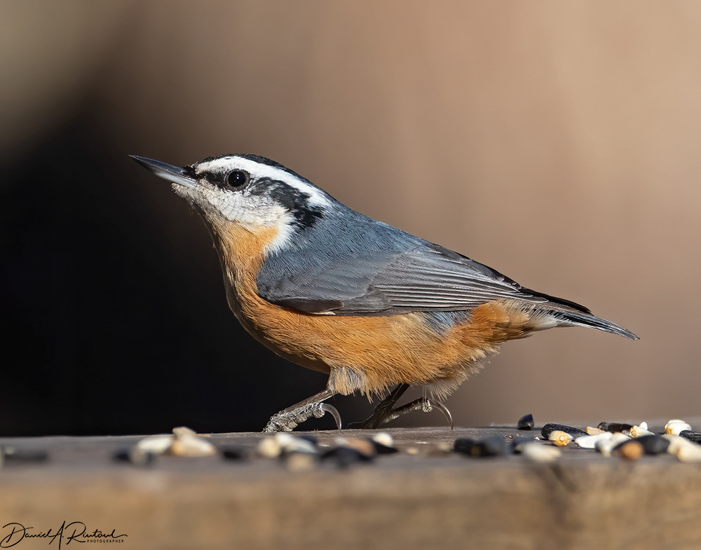 Red-breasted Nuthatch