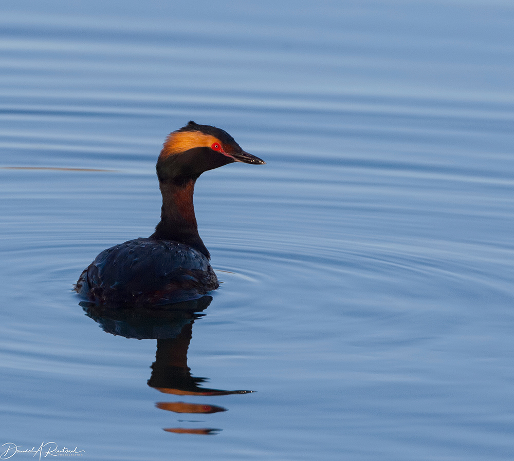 Horned Grebe