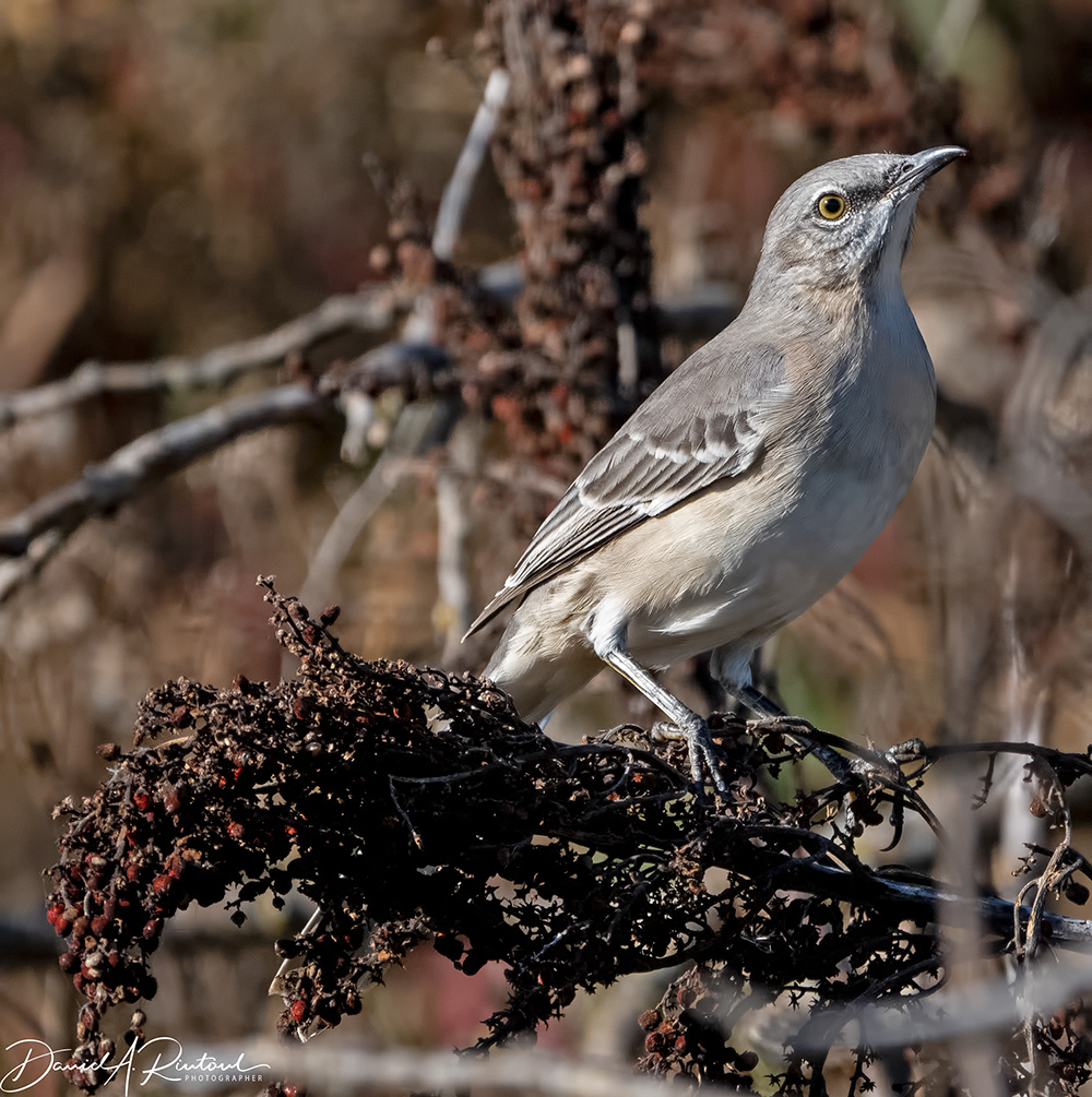 Northern Mockingbird 2