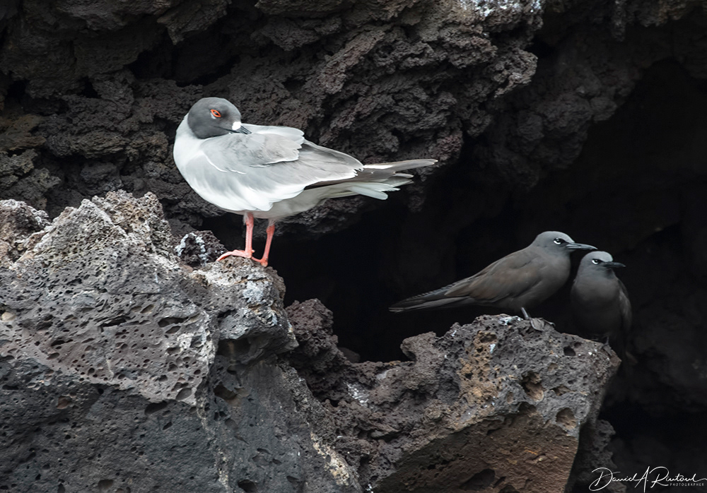 Swallow-tailed Gull and Brown Noddies