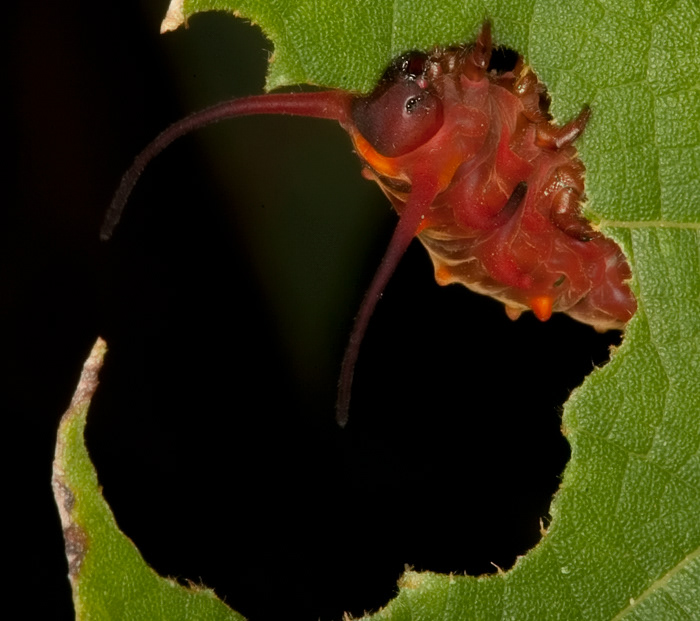 Pipevine Swallowtail caterpillar