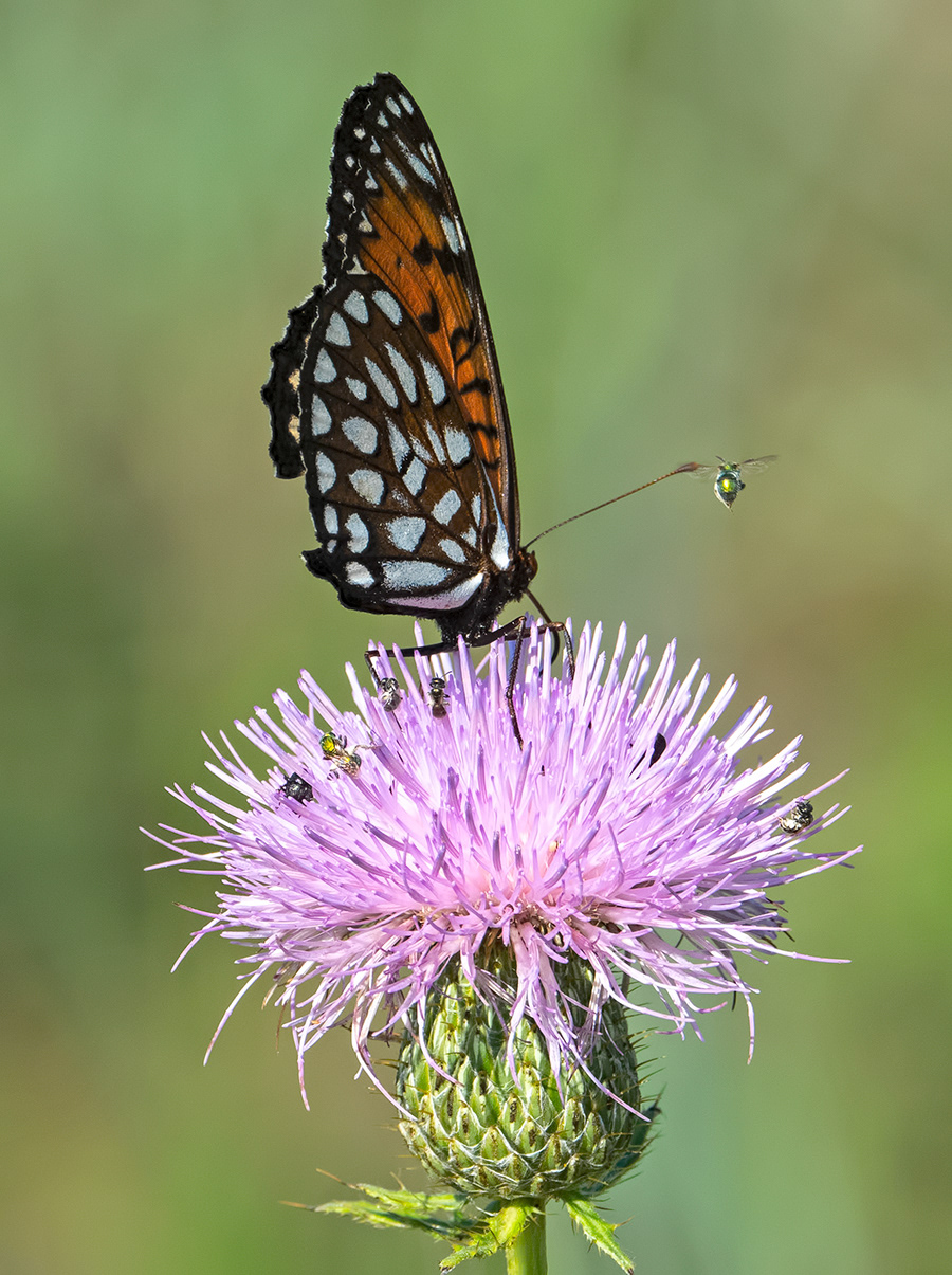 Regal Fritillary