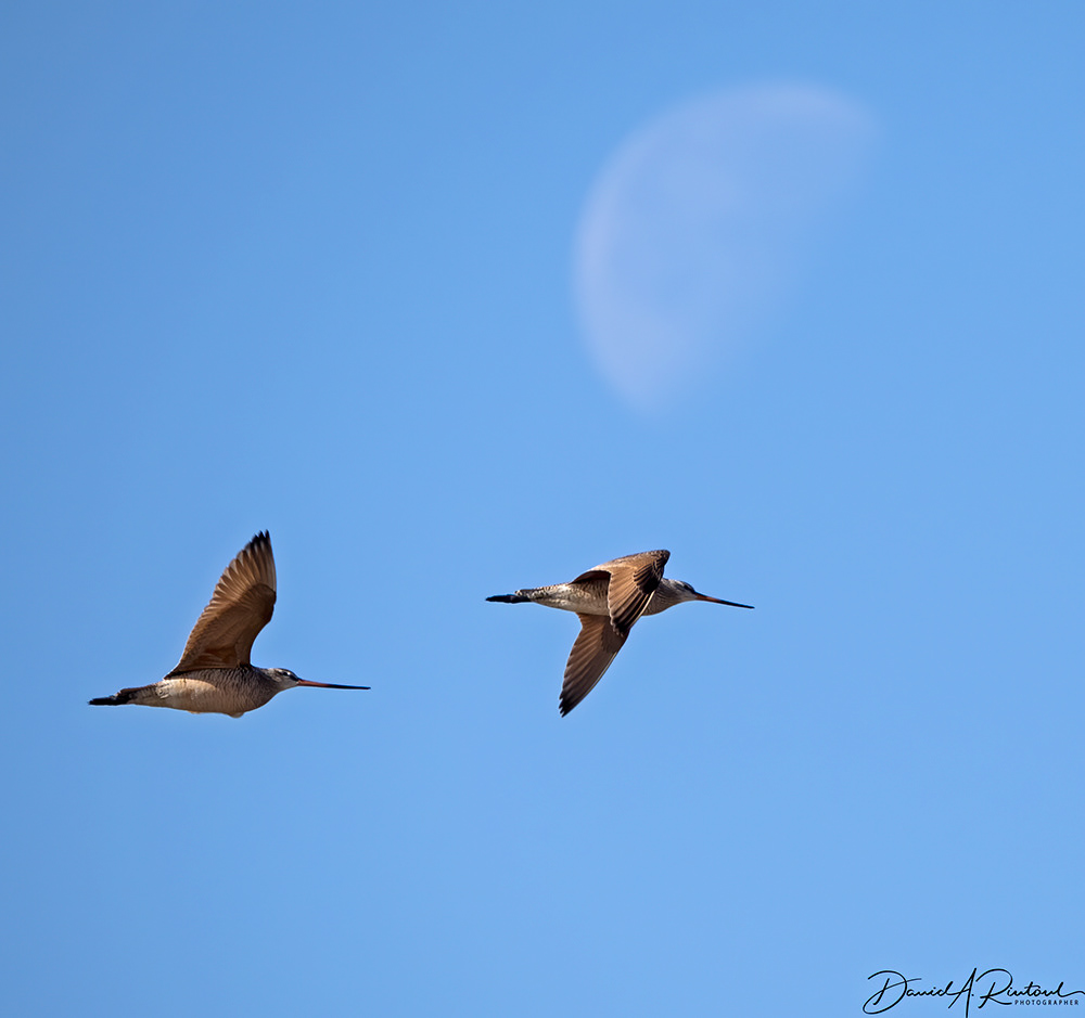 Marbled Godwits