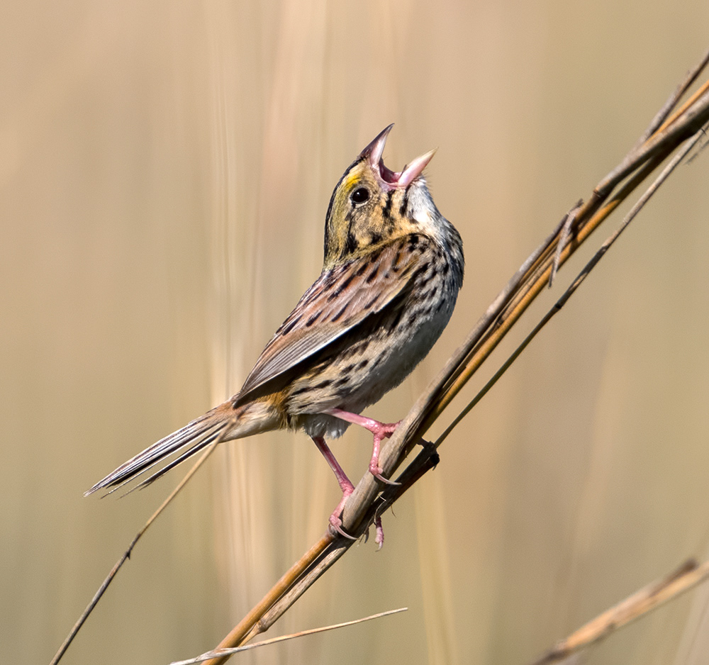 Henslow's Sparrow 1