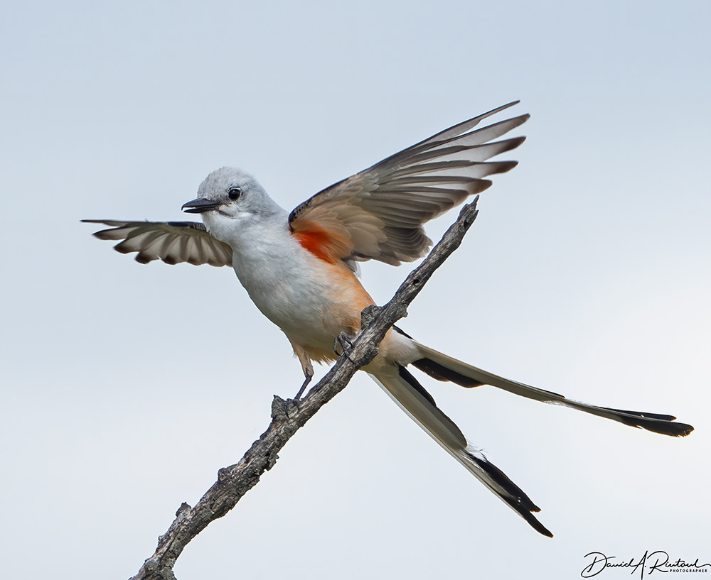 Scissor-tailed Flycatcher 3