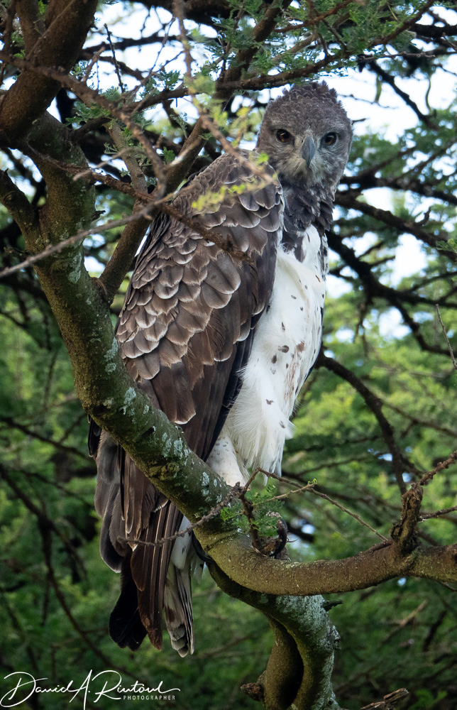 Martial Eagle