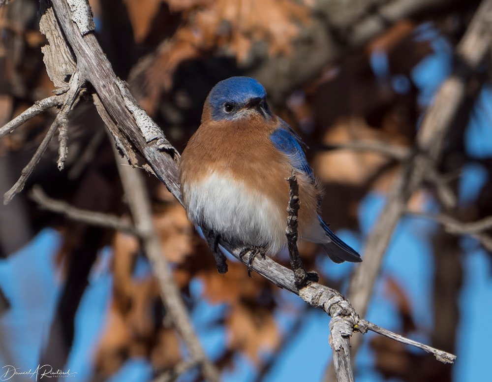 Eastern Bluebird 5