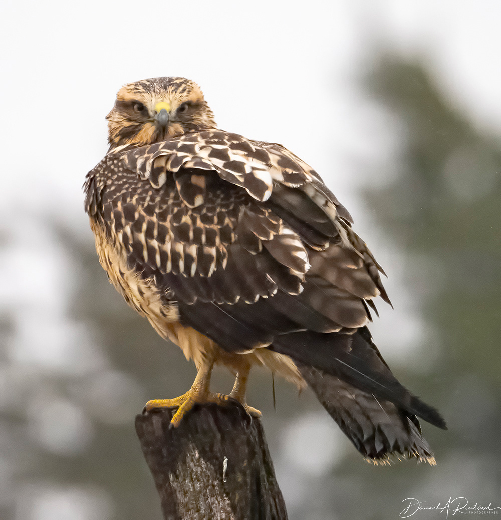 Swainson's Hawk 2