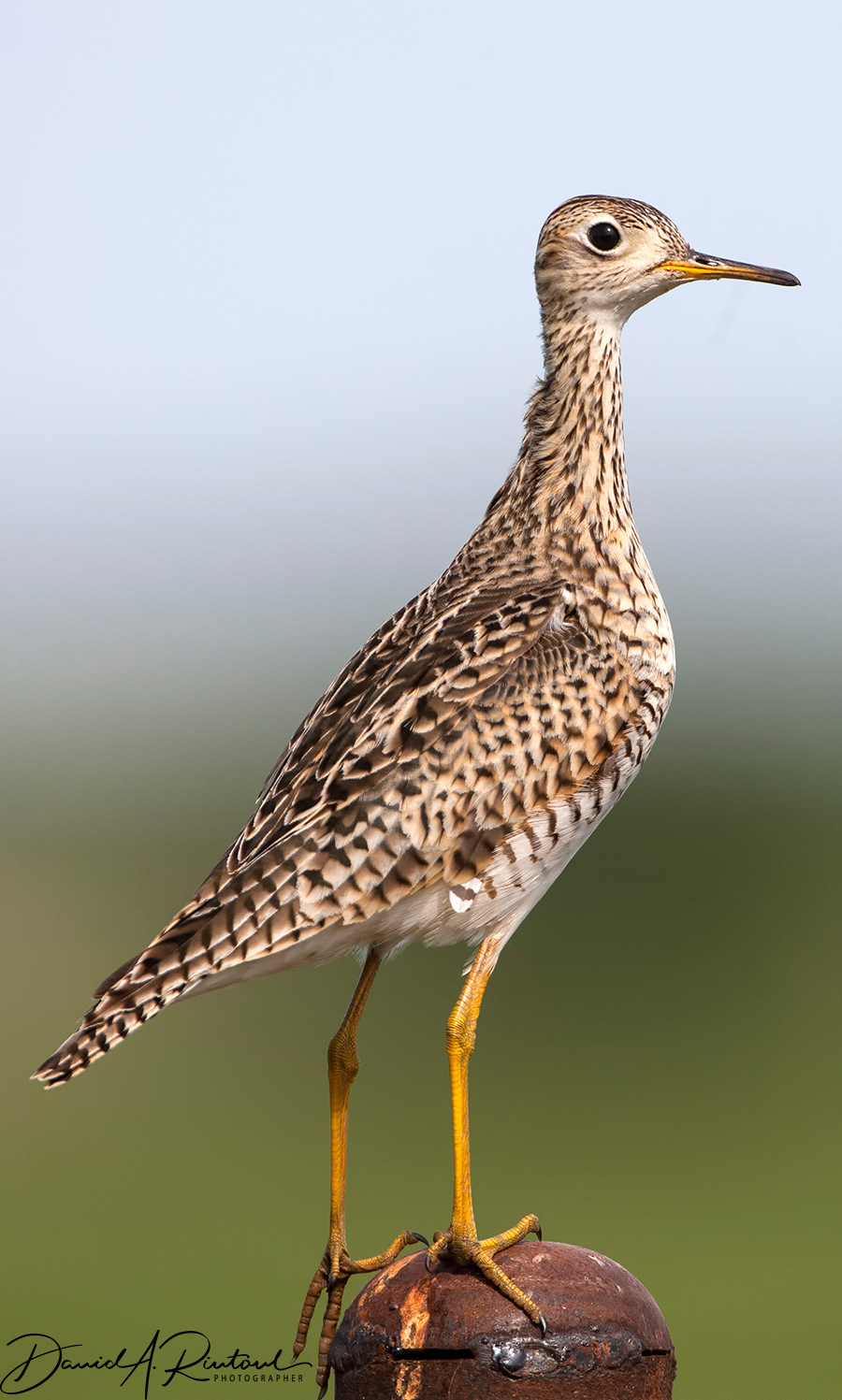 Upland Sandpiper 1