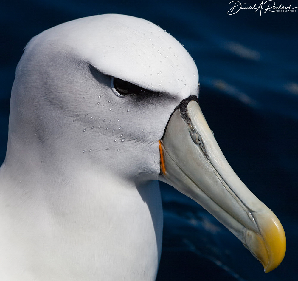 White-capped Albatross