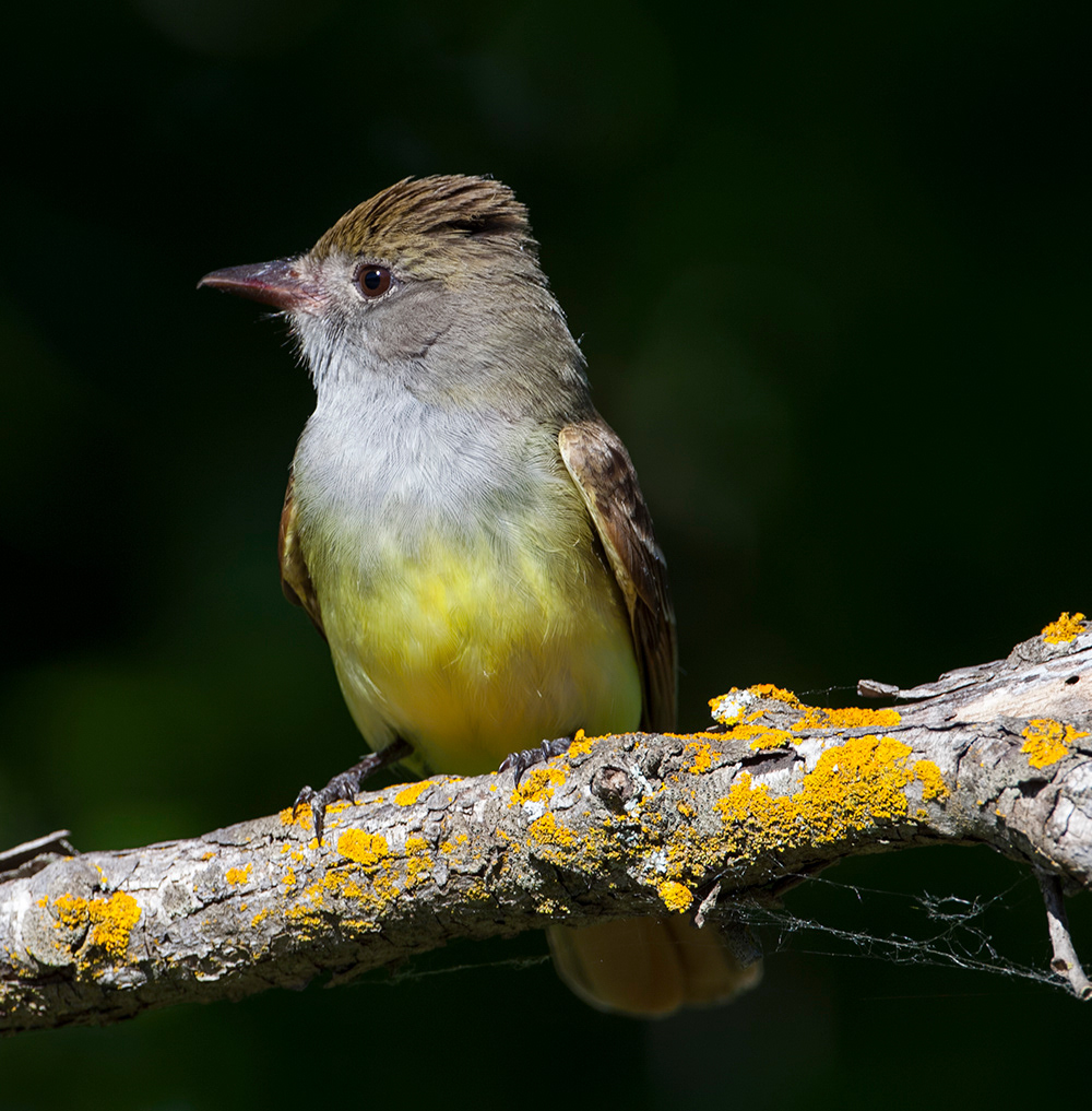 Great Crested Flycatcher 1