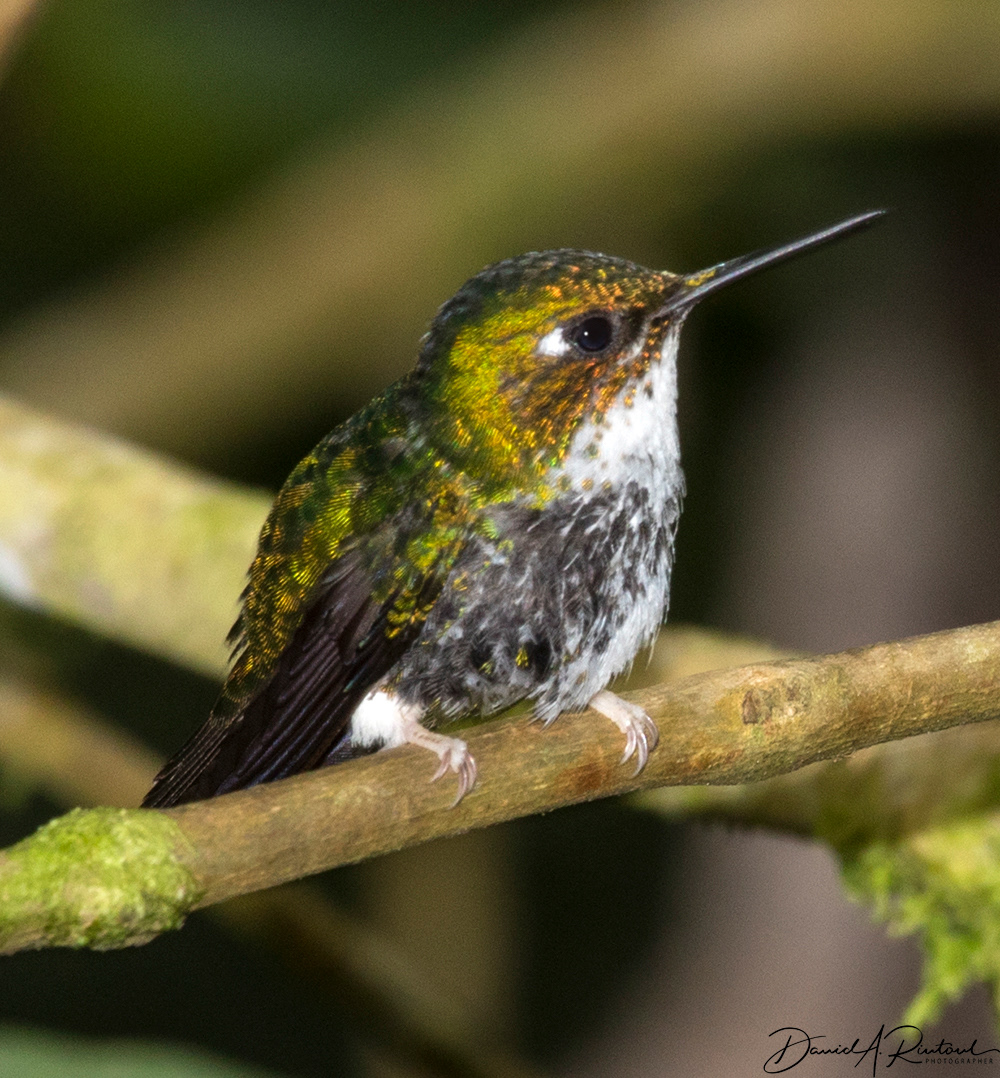 Booted Racquet-tail