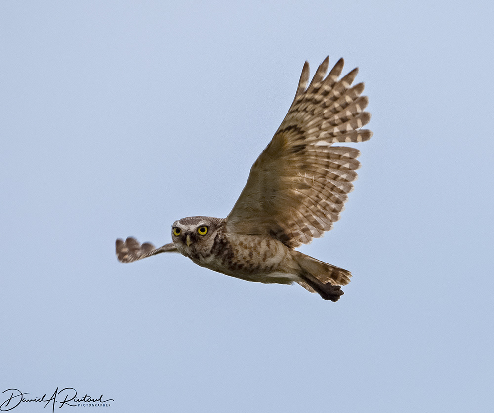 Burrowing Owl 2