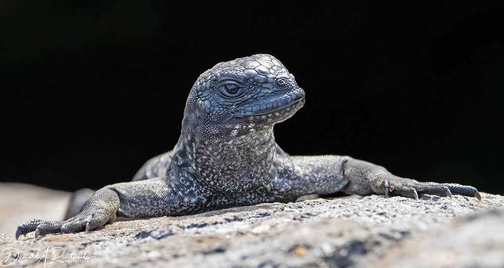 Marine Iguana youngster