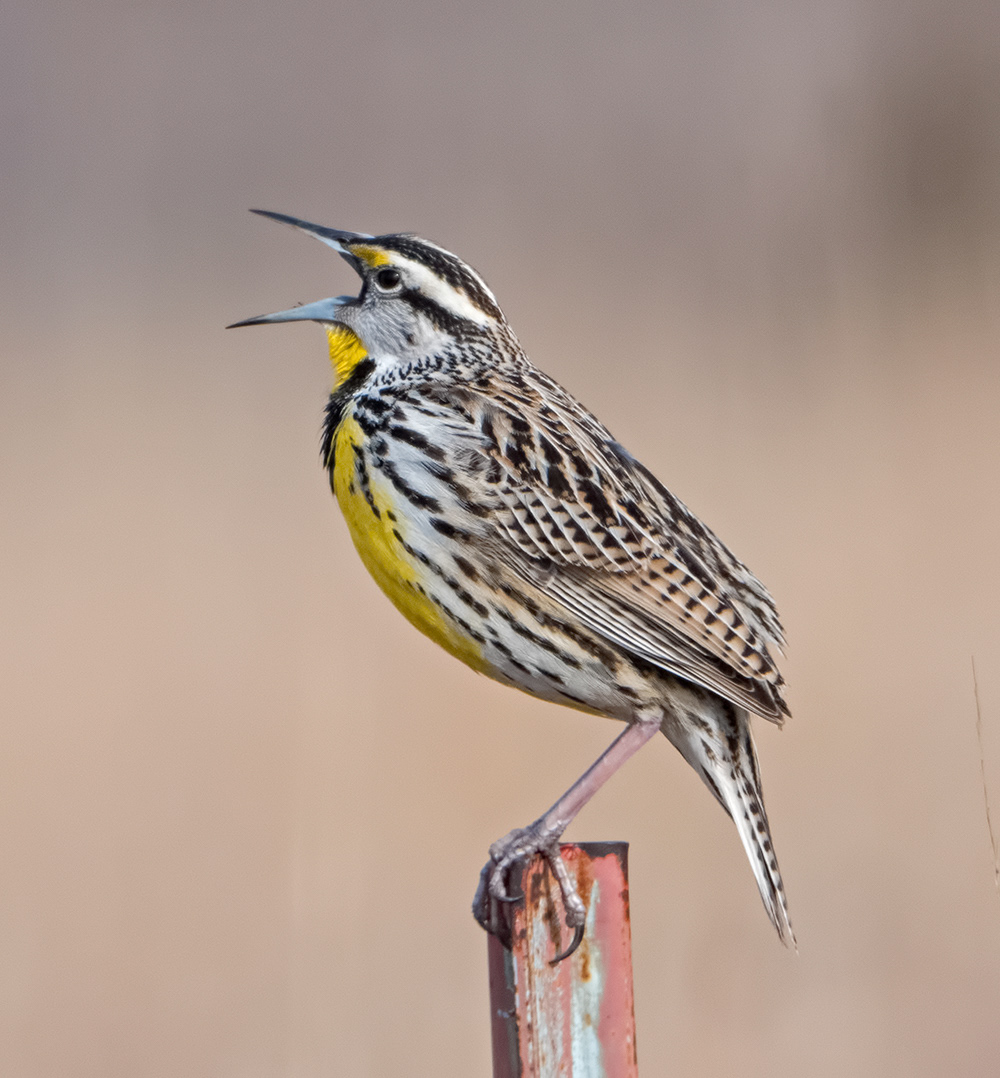 Eastern Meadowlark