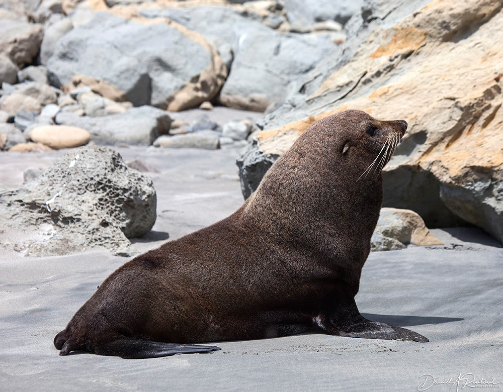 Fur Seal