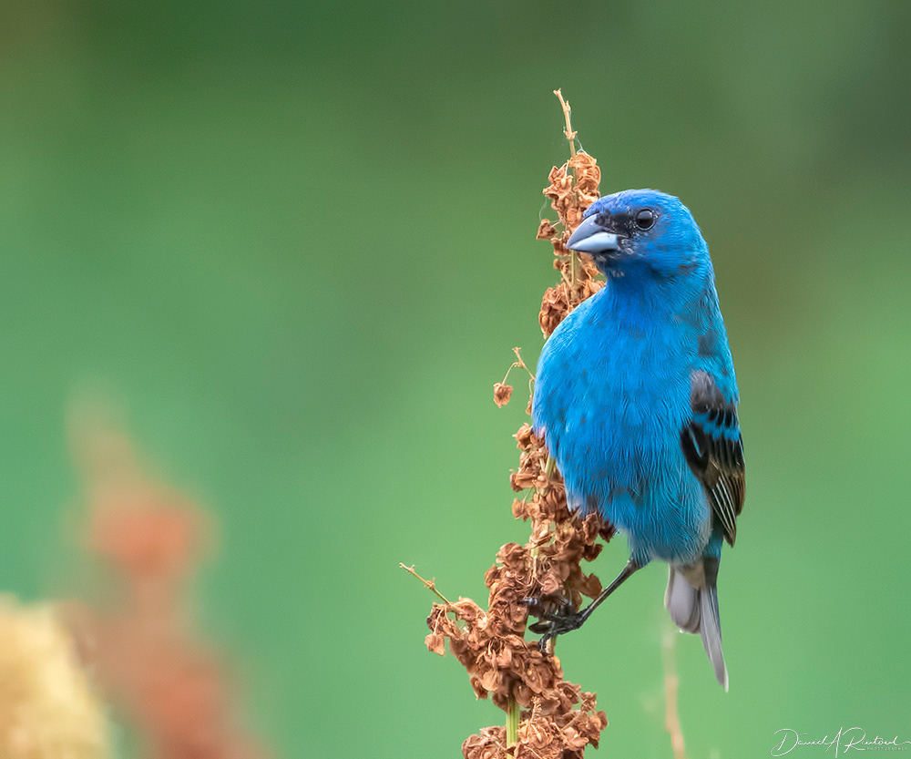 Indigo Bunting 6