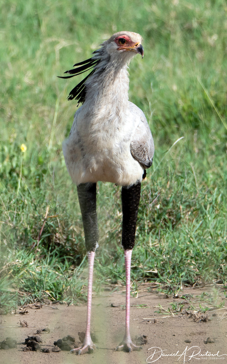 Secretary Bird 3