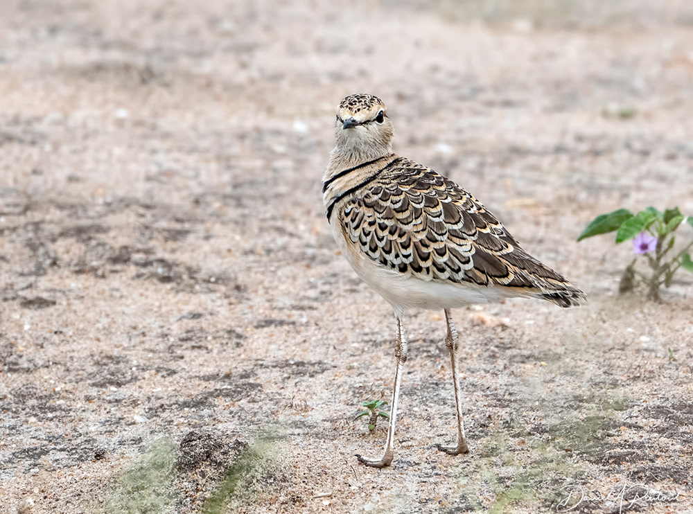 Two-banded courser