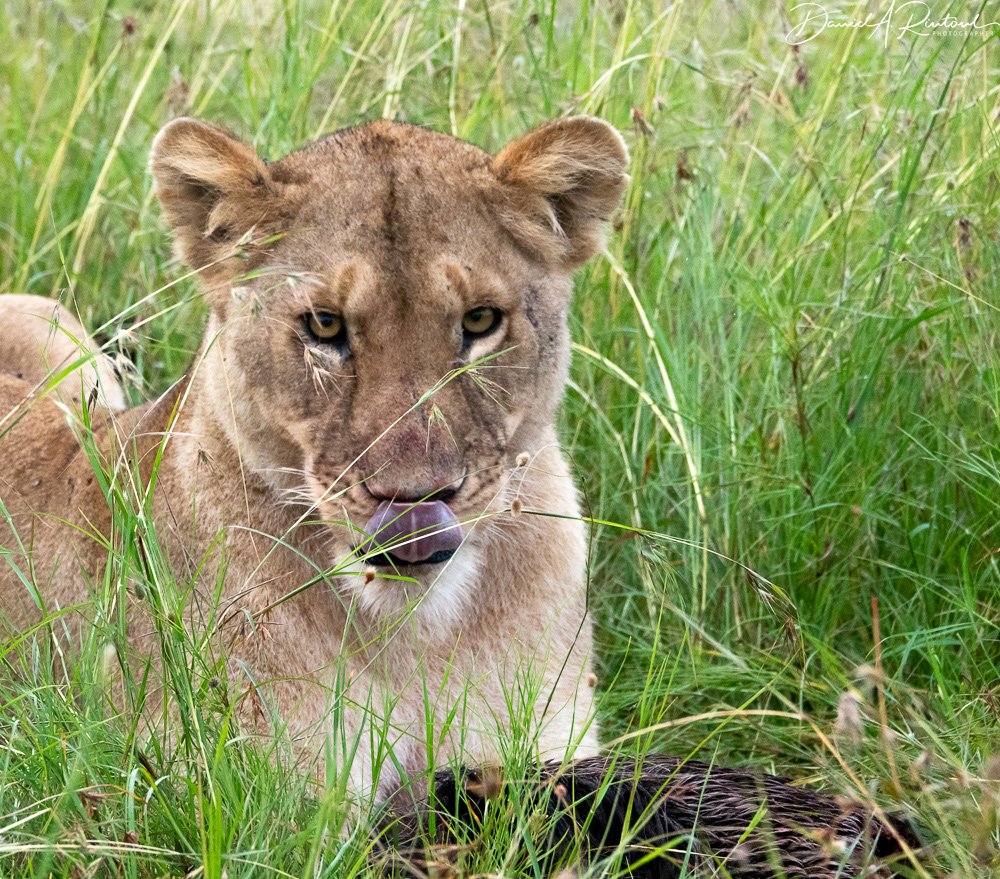 Lioness at lunch