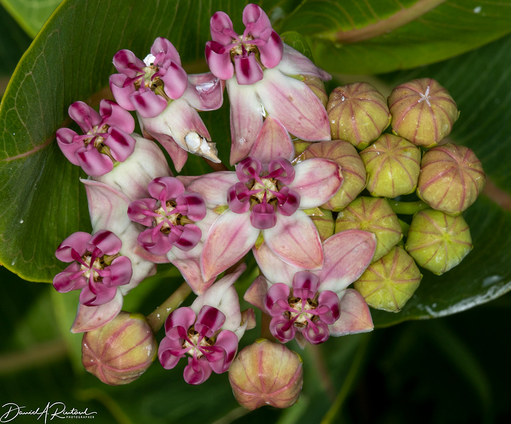 Common Milkweed