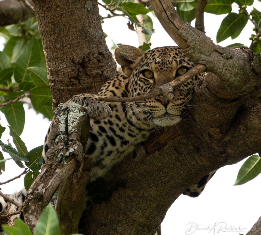 Mama leopard in tree