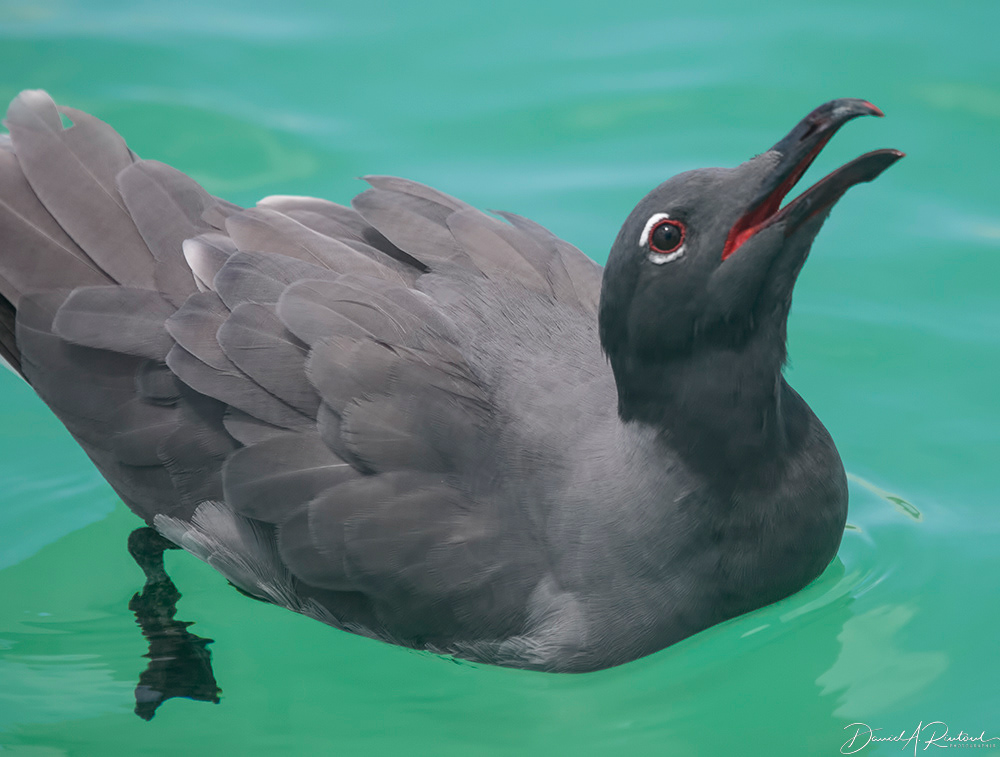 Lava Gull