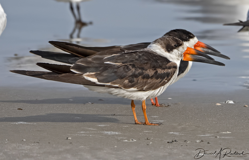 Black Skimmer